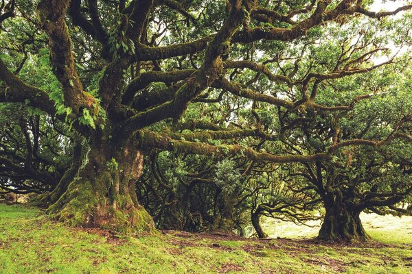 Fotomurale – Alberi coperti di muschio