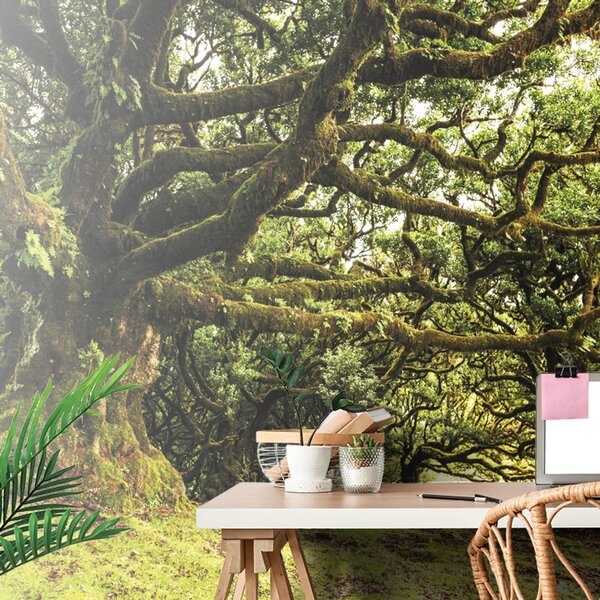 Fotomurale – Alberi coperti di muschio