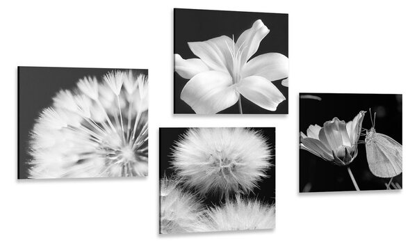 Set di quadri – Bellezza dei fiori in bianco e nero con farfalla