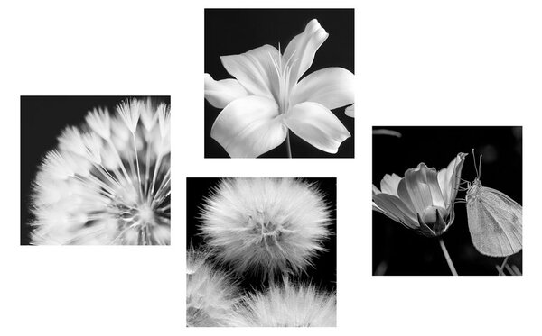 Set di quadri – Bellezza dei fiori in bianco e nero con farfalla
