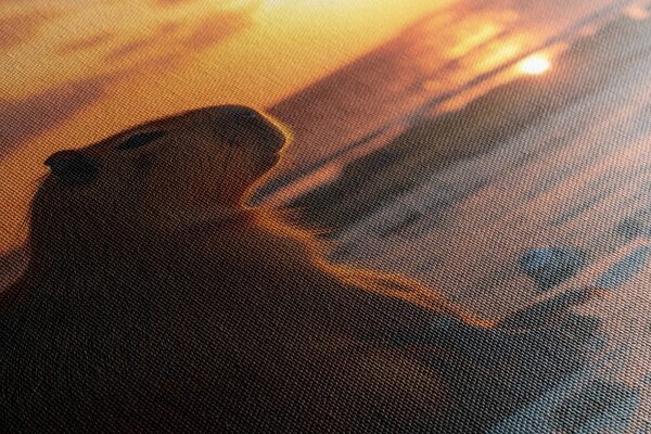 Stampa su tela – Capibara al tramonto