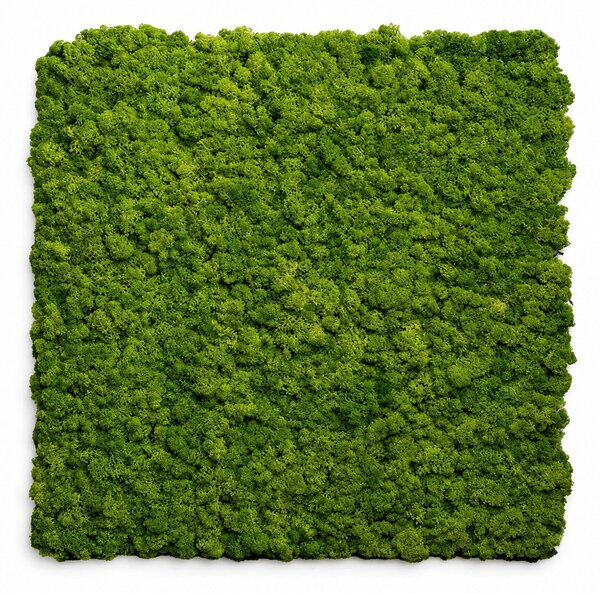 Divina Home Set 2 pz Pannello Decorativo Fonoassorbente Acustico 60x60 cm Effetto Muschio Sintetico Erba Artificiale - DH104800