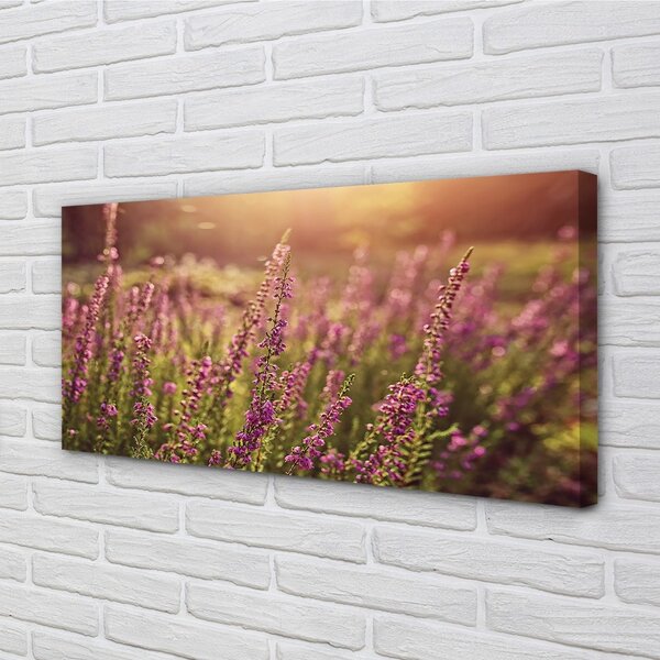 Foto quadro su tela Erica 100x50 cm
