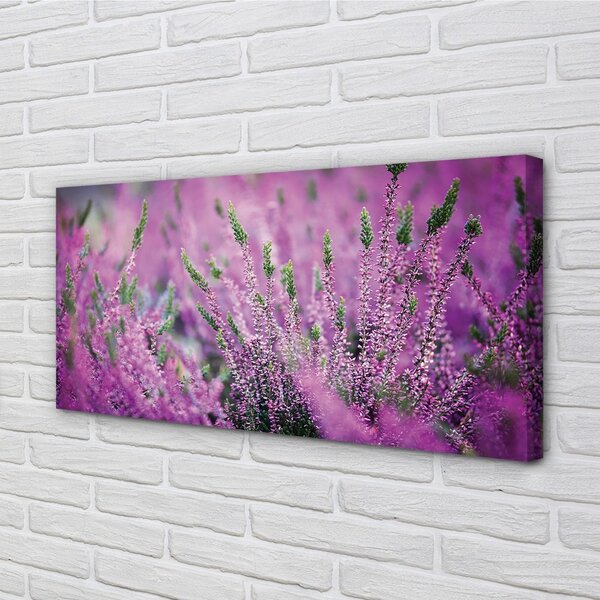 Quadro su tela Campo heather 100x50 cm