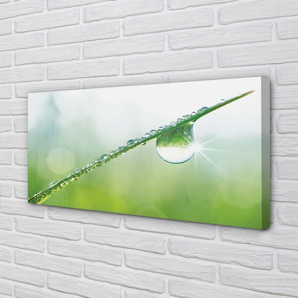 Quadro su tela Drop di macro erba 100x50 cm