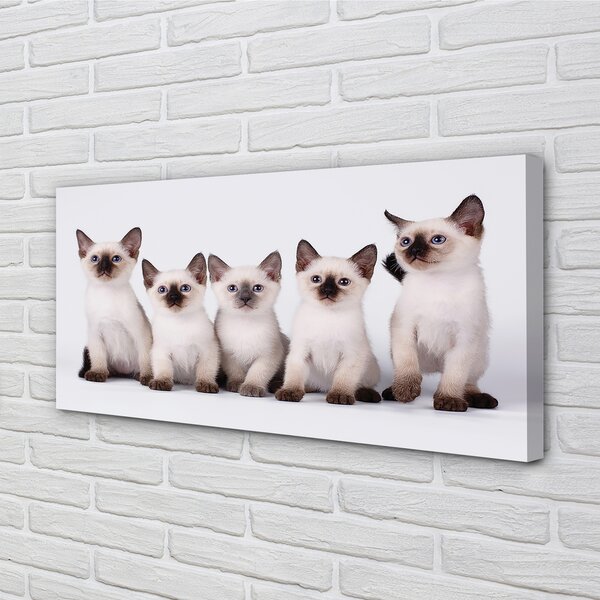 Quadro su tela Piccoli gatti 100x50 cm