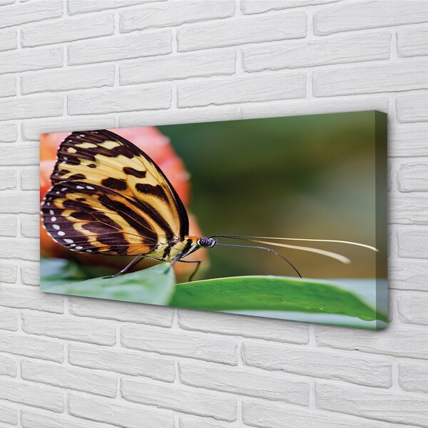 Foto quadro su tela La farfalla 100x50 cm
