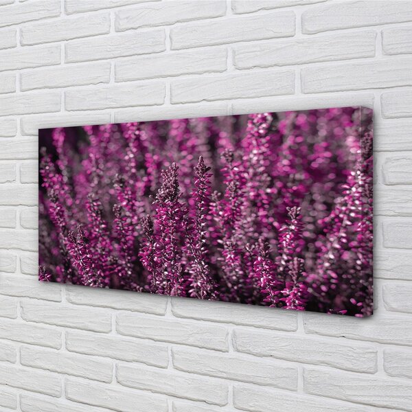 Quadro su tela Campo heather 100x50 cm