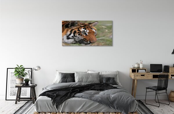 Foto quadro su tela Foresta di tigre 100x50 cm