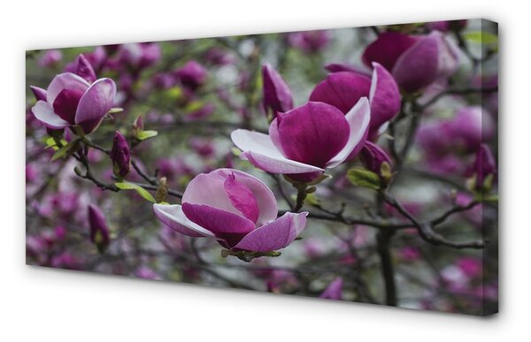 Quadro su tela Magnolia viola 100x50 cm