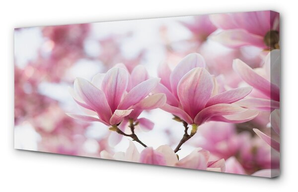 Foto quadro su tela Alberi magnolia 100x50 cm