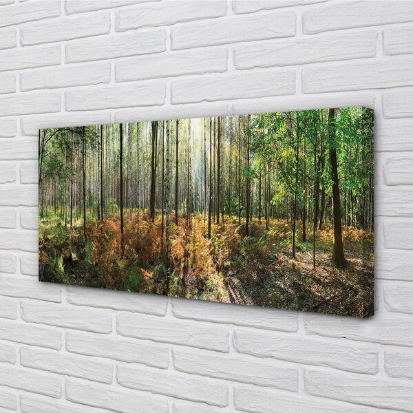 Quadro su tela Birch Tree Forest 100x50 cm