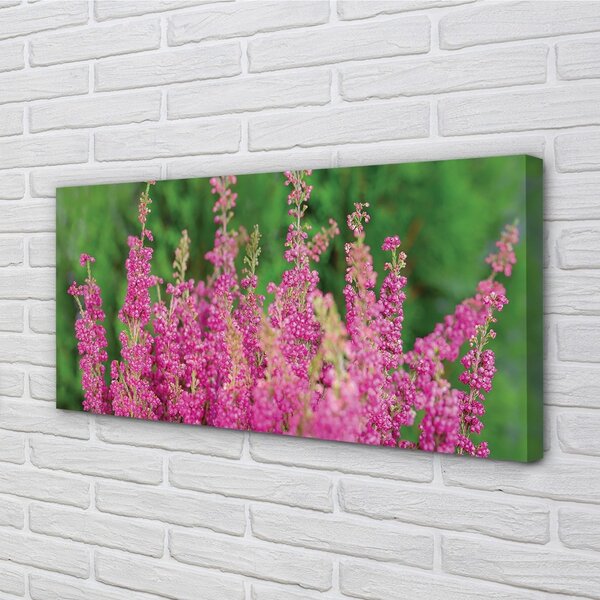 Quadro su tela Fiori di erica 100x50 cm