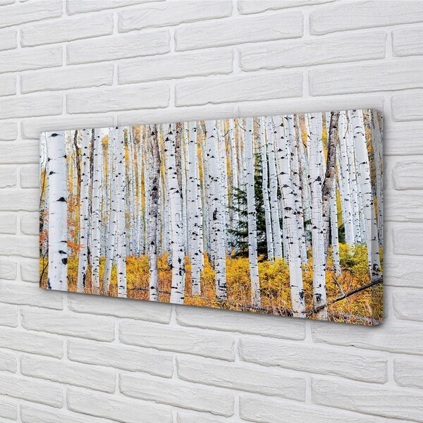 Foto quadro su tela Birch autunnale 100x50 cm