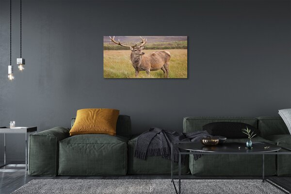 Quadro su tela Campo di cervo 100x50 cm