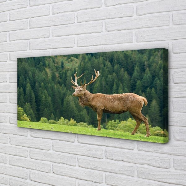 Quadro su tela Cervo sul campo 100x50 cm