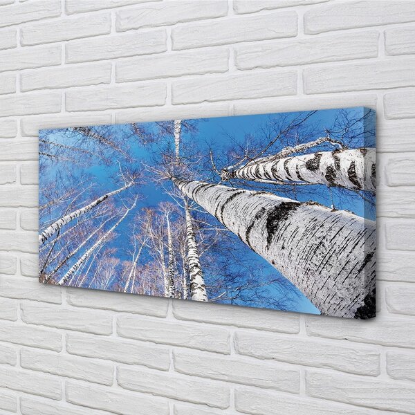 Quadro su tela Cielo di betulla 100x50 cm