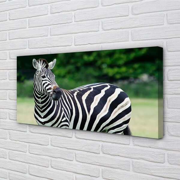 Quadro su tela Campo zebra 100x50 cm