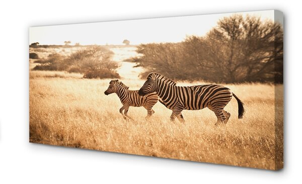 Quadro su tela Zebra Field Sunset 100x50 cm