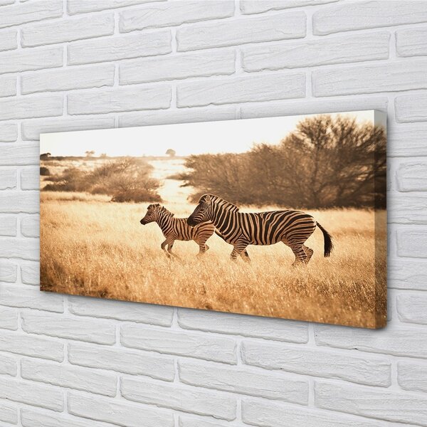 Quadro su tela Zebra Field Sunset 100x50 cm