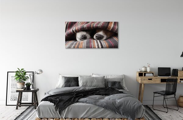 Foto quadro su tela Cani che dormono 100x50 cm