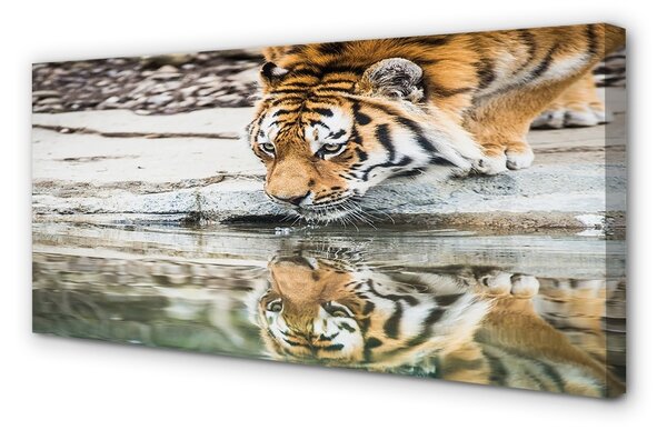 Quadro su tela Bere tigre 100x50 cm