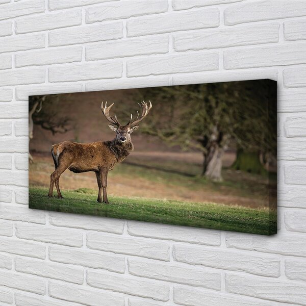 Quadro su tela Cervo sul campo 100x50 cm