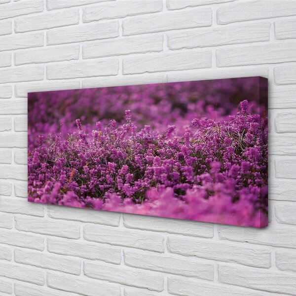 Quadro su tela Campo heather 100x50 cm