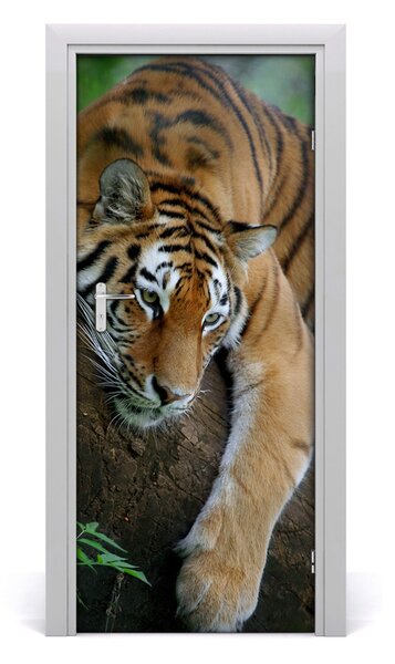 Poster adesivo per porta Tigre su un albero 75x205 cm