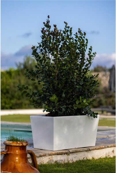 Fioriera Porta vaso, in polietilene Modello Ionico Dimensioni 80x40xh39 cm spessore 2 mm colore Crema