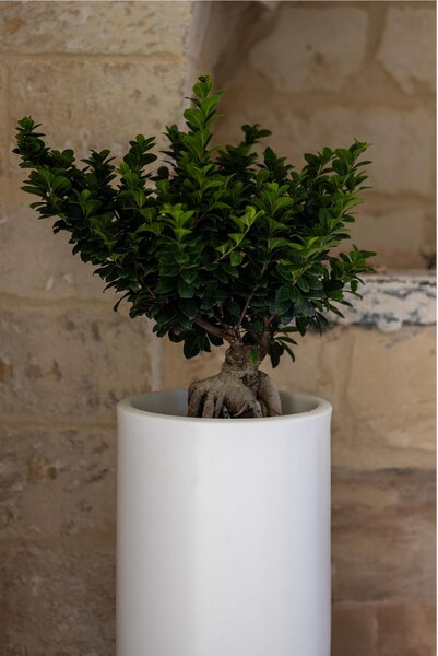 Vaso Porta vaso, BAROCCO in polietilene 35xh90 cm Modello Ionico spessore 2 mm colore Glicine
