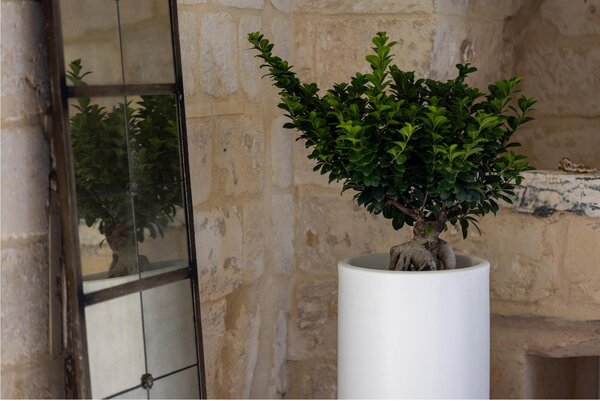 Vaso Porta vaso, in polietilene BAROCCO Dimensione 35x h70 cm Modello Ionico spessore 2 mm colore Kiwi