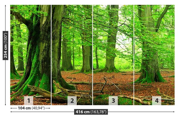 Carta da parati Foresta di faggio 104x70 cm