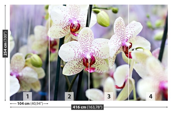 Carta da parati Fiori di orchidea 104x70 cm