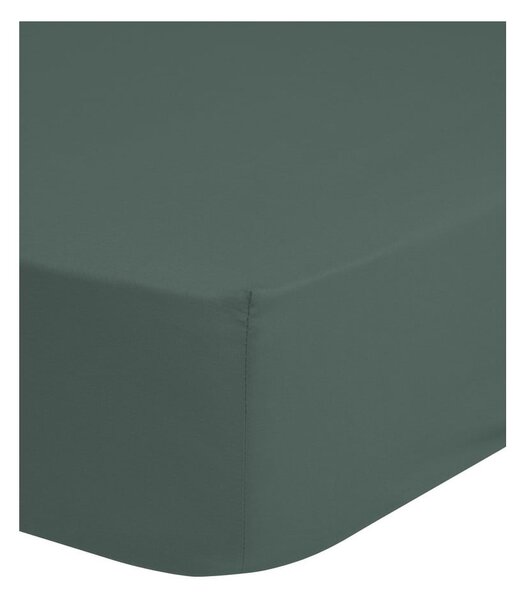 Lenzuolo in cotone elasticizzato verde-grigio 90x200 cm - Good Morning