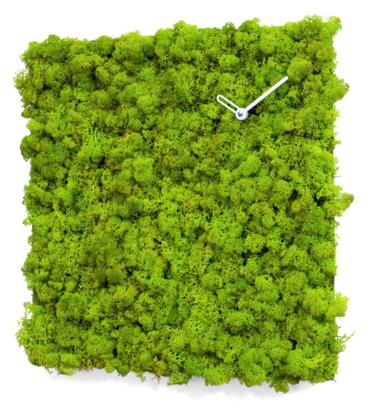 Progetti Orologio da parete in lichene naturale per interni piccolo Clock_Circle Verde