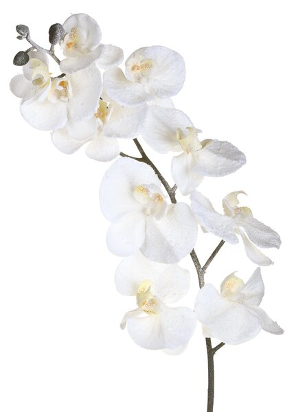 Set 6 Fiori Phalenopsis innevata H120 cm Crema