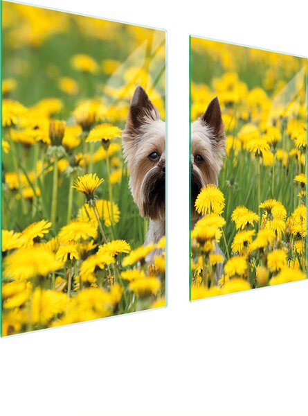 Piastre copri fornelli 2 pezzi 75x52 Vetroceramica copri piano cottura vetro tagliere cane giallo