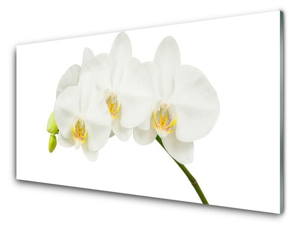 Quadro in vetro Steli di fiori di orchidea Natura 100x50 cm