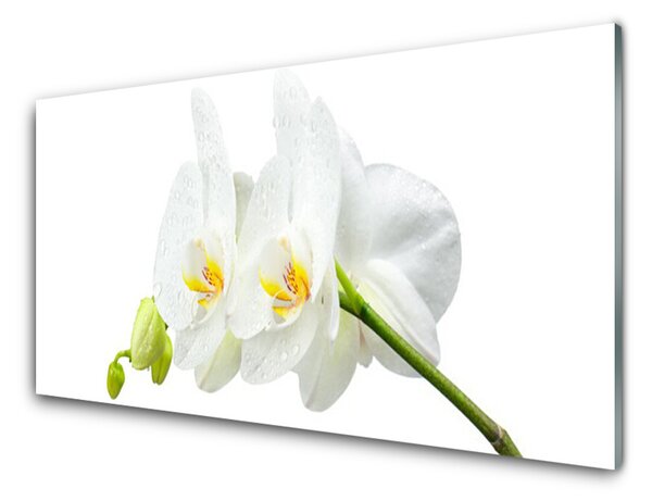 Quadro in vetro Petali di fiori Orchidea bianca 100x50 cm