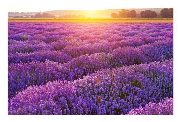 Carta da parati Campo di lavanda 104x70 cm