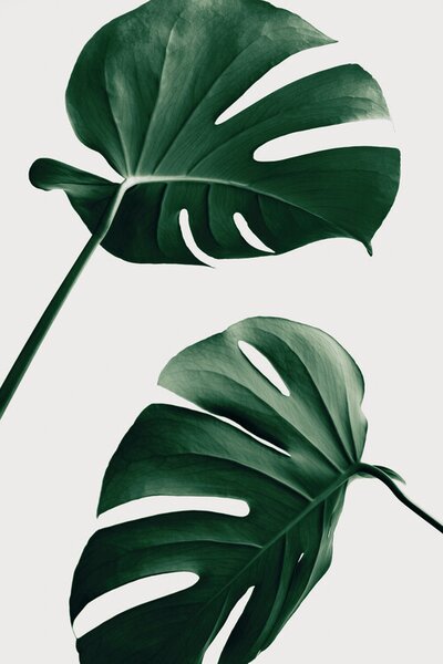 Illustrazione Monstera Natural 46, Studio Collection