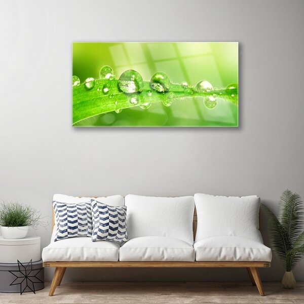 Quadro di vetro Gocce di foglie di una pianta di Rosa 100x50 cm 2 appendini