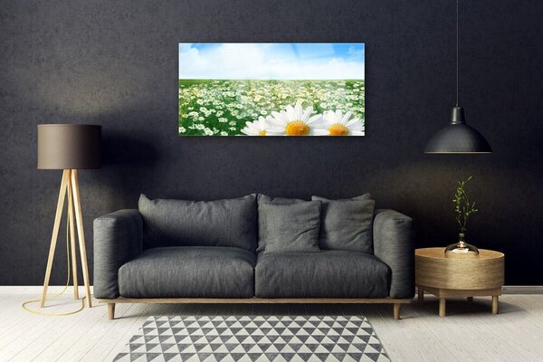 Quadro su vetro Fiori di margherita Campo di prato 100x50 cm 2 appendini