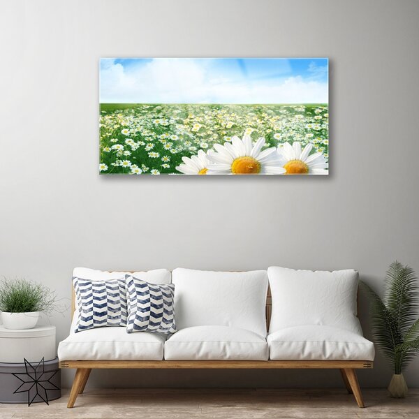 Quadro su vetro Fiori di margherita Campo di prato 100x50 cm 2 appendini