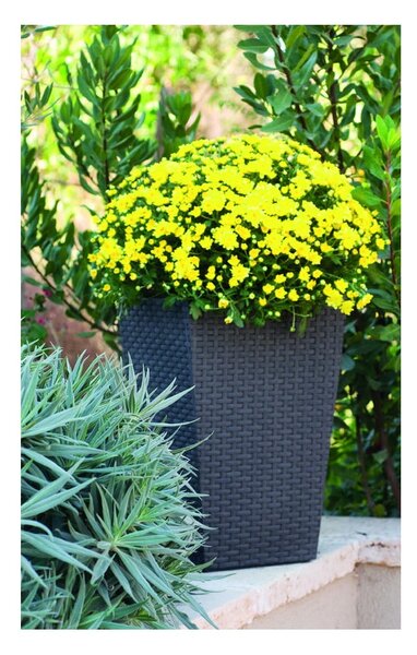 Coprivaso in plastica Rattan – Keter