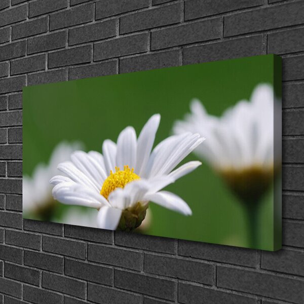 Quadro stampa su tela Margherita Sul Muro 100x50 cm