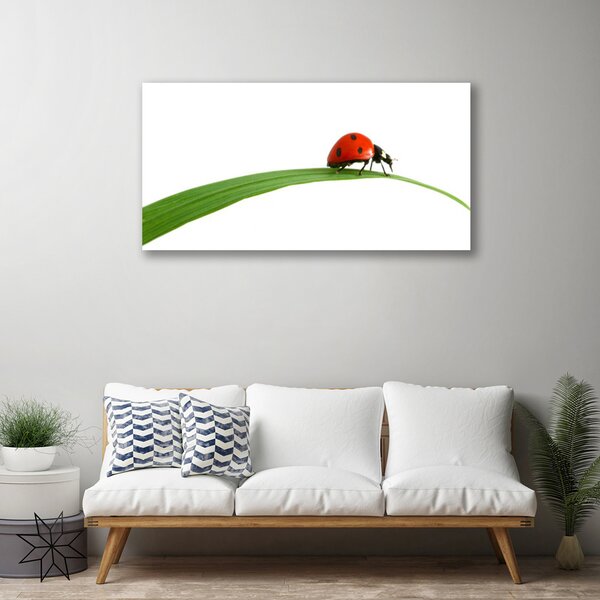 Quadro su tela Natura Coccinella 100x50 cm