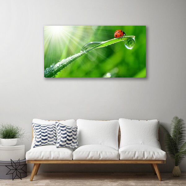 Foto quadro su tela Erba della natura della coccinella 100x50 cm