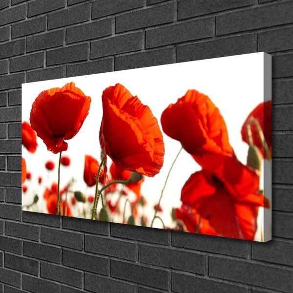 Quadro su tela Natura, papaveri, piante 100x50 cm